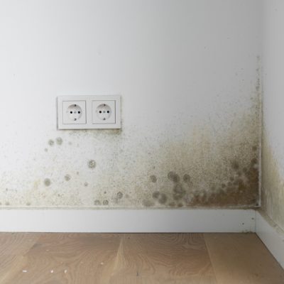 home renovation mold