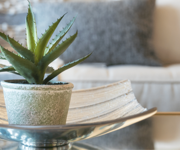 houseplants benefits