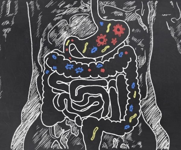 gut microbiome autism