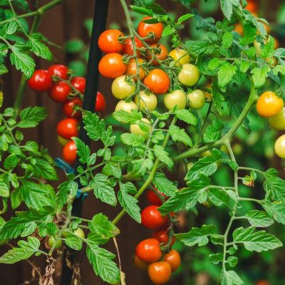 gene-edited crops