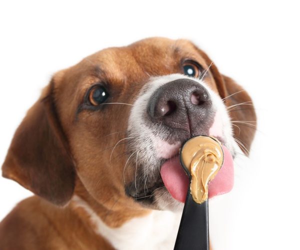 dogs peanut butter