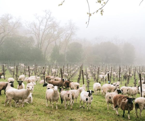 regenerative agriculture Napa Valley