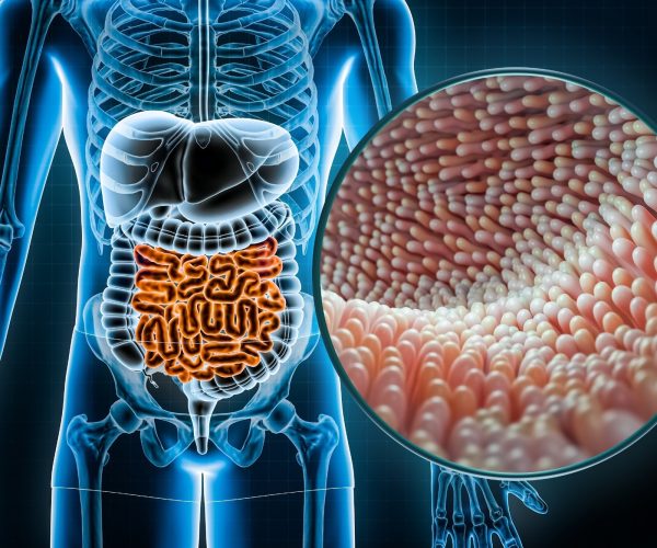gut microbiome similarities