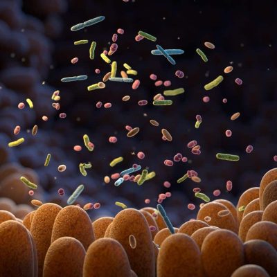 autism gut microbiome