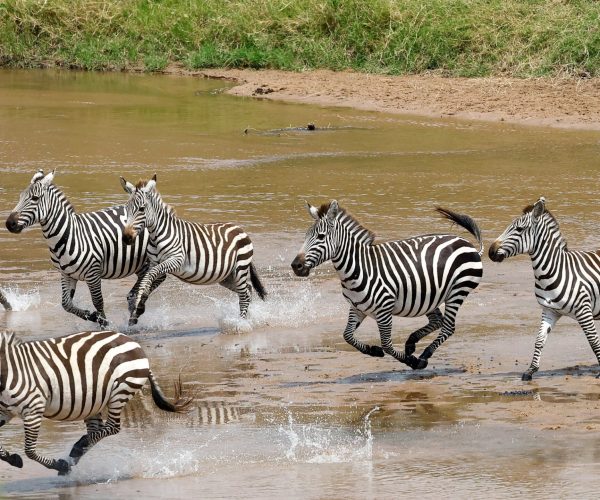 safari camp