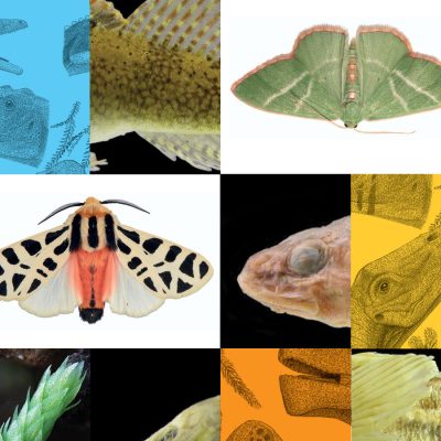 niche field guides