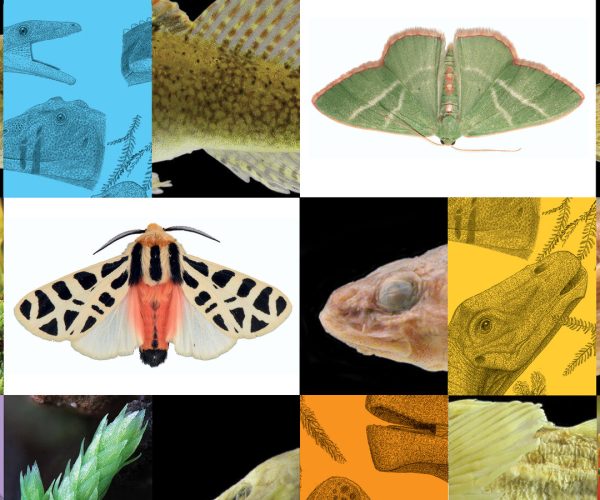 niche field guides