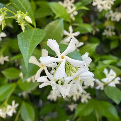 star jasmine care