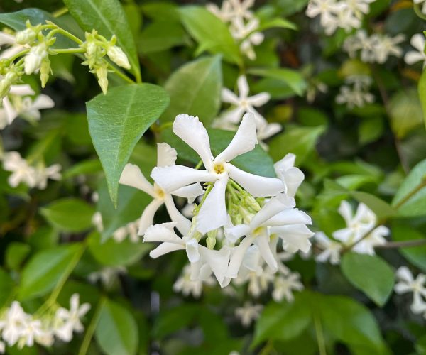 star jasmine care