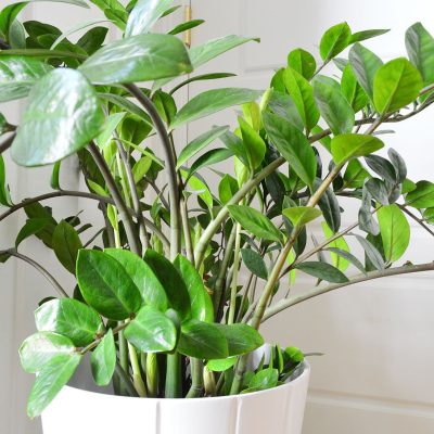ZZ plant care