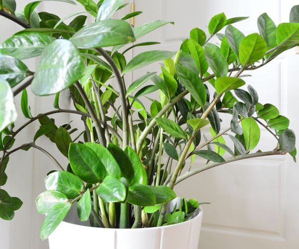 ZZ plant care