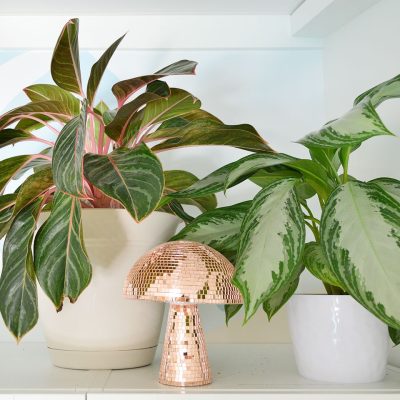 Aglaonema care