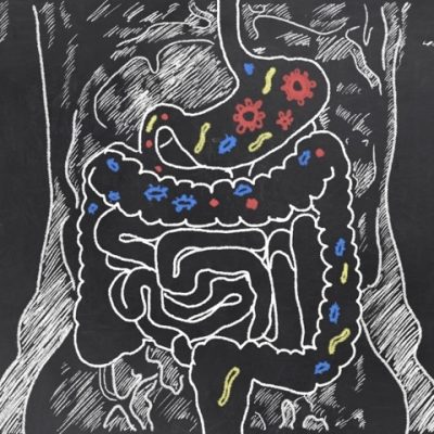 gut microbiome