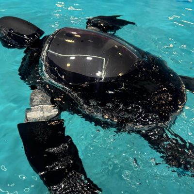 RoboTurtle