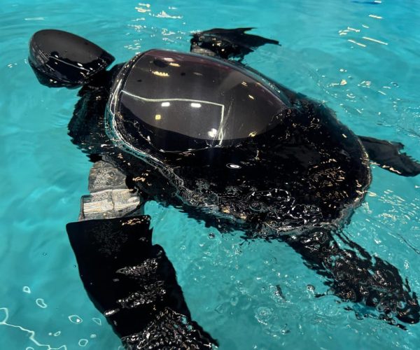 RoboTurtle