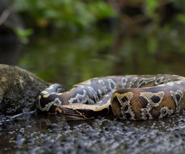 snake biology