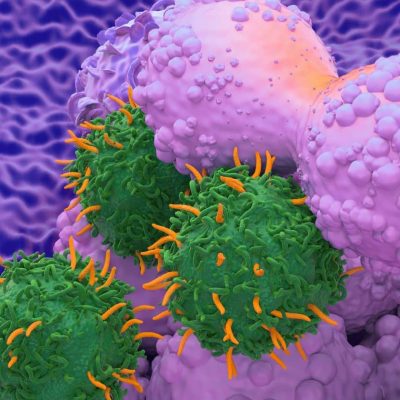 T Cell Immunotherapy