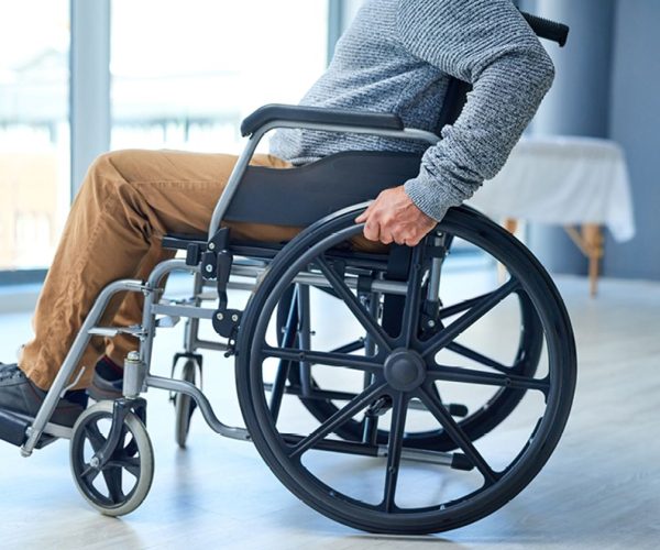 spinal cord organoids