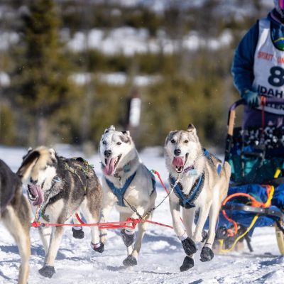 dog sledding