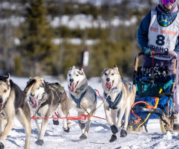 dog sledding