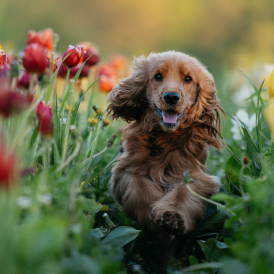 pet safe outdoor plants