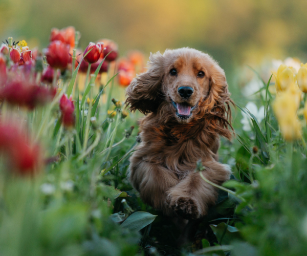 pet safe outdoor plants