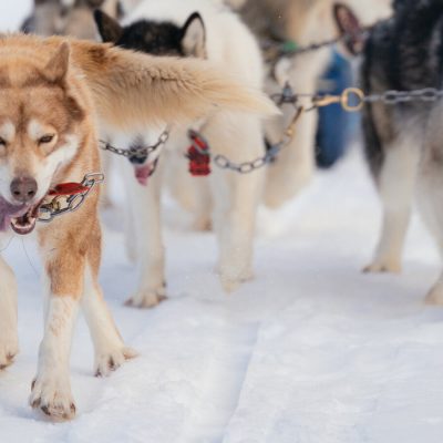 dog sledding Minnesota