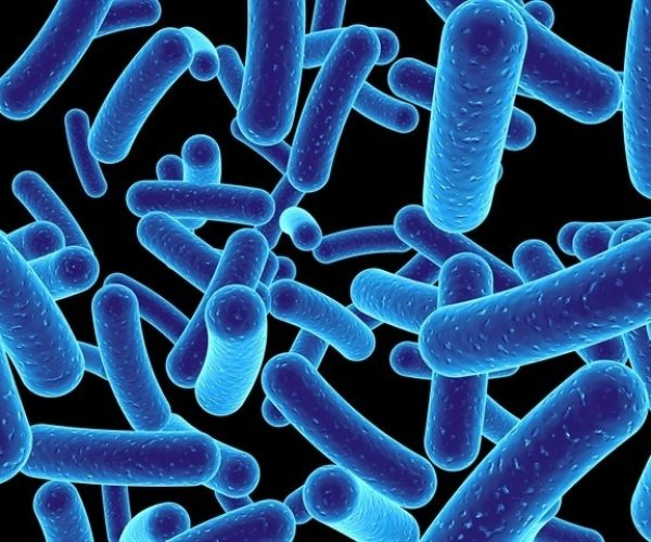 gut bacteria brain connection