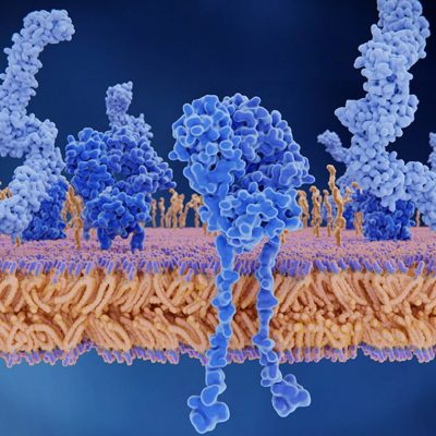 thermal stability membrane proteins