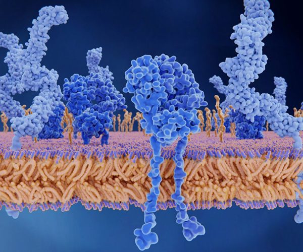 thermal stability membrane proteins