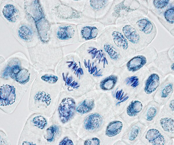 nucleus discovery